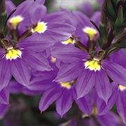 New Wonder&reg; Scaevola